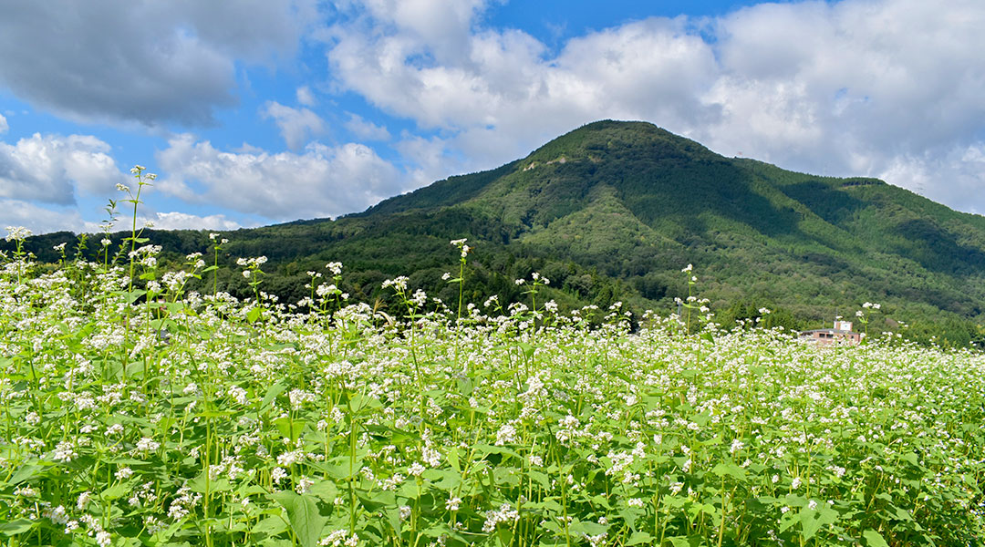 蕎麦畑